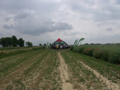 Pioneer uljana repica