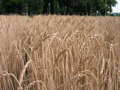 Klasje pira na Agronomskom fakultetu