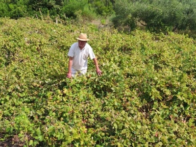 Plamenjača uništava pelješko vinogorje