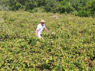 Plamenjača uništava pelješko vinogorje