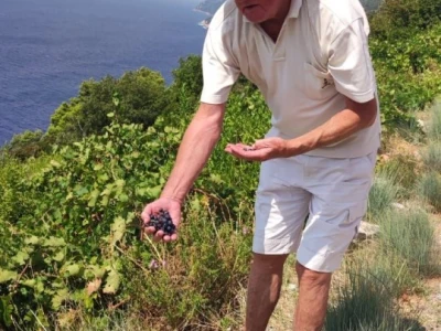 Plamenjača uništava pelješko vinogorje