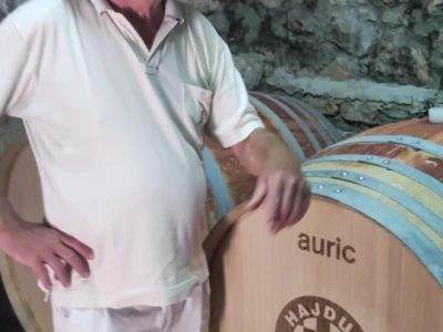 Plamenjača uništava pelješko vinogorje
