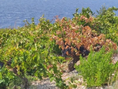 Plamenjača uništava pelješko vinogorje