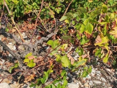 Plamenjača uništava pelješko vinogorje