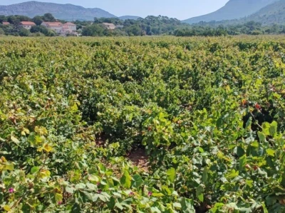 Plamenjača uništava pelješko vinogorje