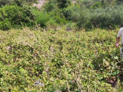 Plamenjača uništava pelješko vinogorje