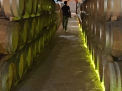 Plamenjača uništava pelješko vinogorje