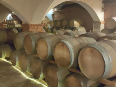 Plamenjača uništava pelješko vinogorje