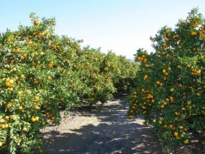 Plantaže dozrelih mandarina u Neretvanskoj dolini