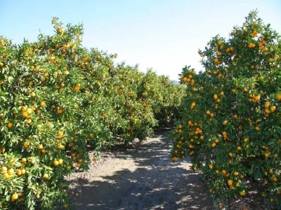 Plantaža mandarina u dolini Neretve (detalj)