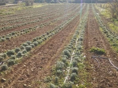 Plantaža mladog smilja u Hercegovini