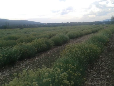 Plantaža smilja u hercegovačkom kršu