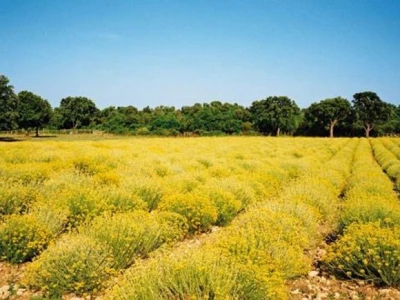 Plantaža smilja Immortelle