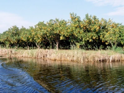 Plantaže mandarina u dolini Neretve uz jendeke (kanale) ukrašavaju krajolik