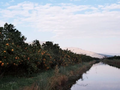 Plantaže mandarina u Neretvanskoj dolini