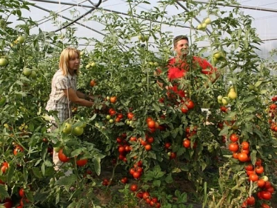 Proizvodnja rajčica u plasteniku