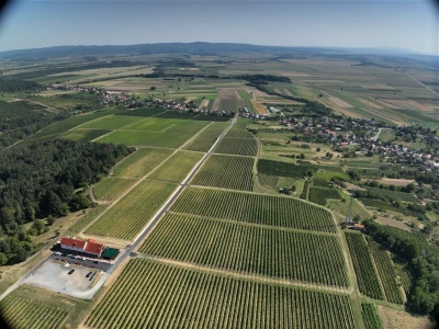 Platforma Vineyard Angel