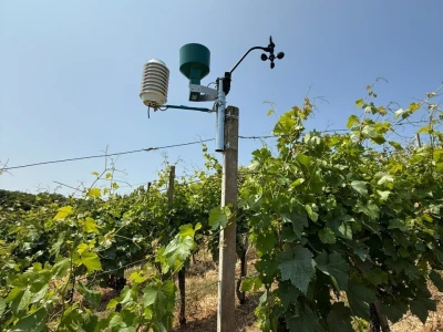Platforma Vineyard Angel