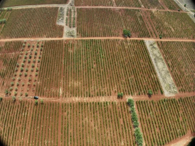 Platforma Vineyard Angel