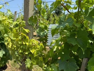 Platforma Vineyard Angel
