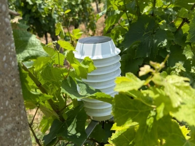 Platforma Vineyard Angel