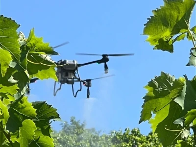 Platforma Vineyard Angel