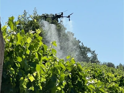 Platforma Vineyard Angel