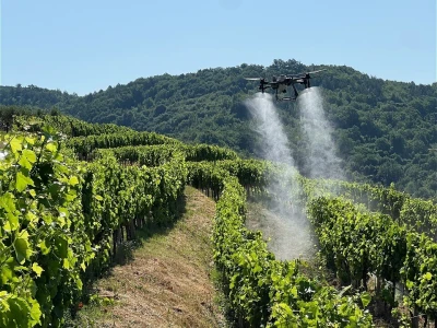 Platforma Vineyard Angel