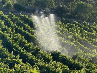 Platforma Vineyard Angel