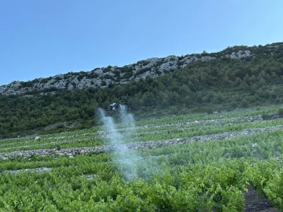 Platforma Vineyard Angel