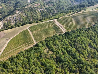Platforma Vineyard Angel