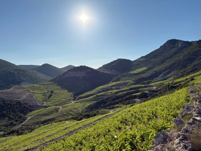 Platforma Vineyard Angel