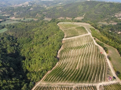Platforma Vineyard Angel