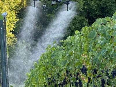 Platforma Vineyard Angel