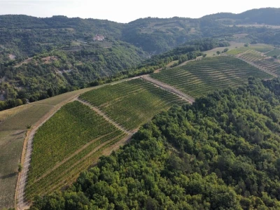 Platforma Vineyard Angel