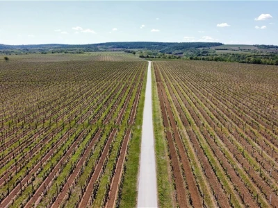 Platforma Vineyard Angel