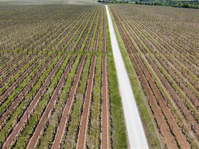 Platforma Vineyard Angel