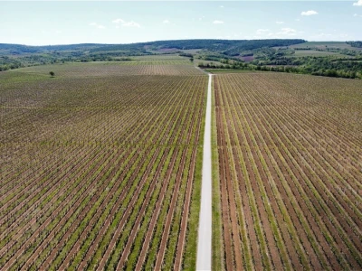 Platforma Vineyard Angel