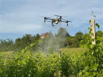 Platforma Vineyard Angel