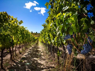 Vinogradarska 2023.