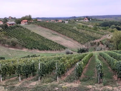 Plešivičko vinogorje - projekt