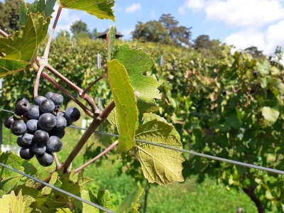 Plešivičko vinogorje - projekt