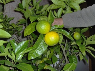 Plodovi Stjepanove mandarine