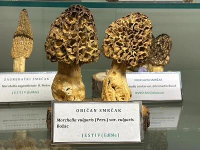 Po pitanju očuvanja Muzeja gljiva svi se prave gljivama