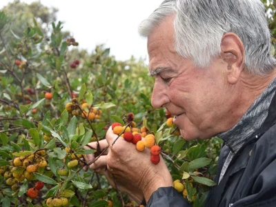 POČINJE SEZONA PLODOVA PLANIKE - Magunje ukusne, ljekovite i - opasne!