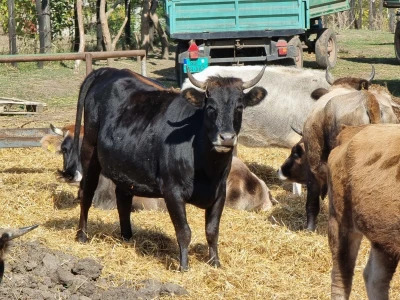 Podolska goveda, buše, racka ovca i konji na salašu Marka Tikvickog