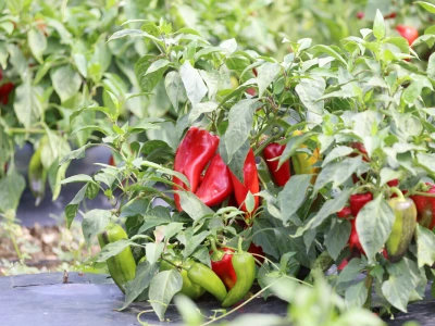 Podravka proizvela više od 550 tona graška, paprika ulazi na listu kultura koje se uzgajaju samo na domaćim poljima