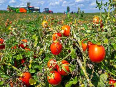 Podravka proizvela više od 550 tona graška, paprika ulazi na listu kultura koje se uzgajaju samo na domaćim poljima