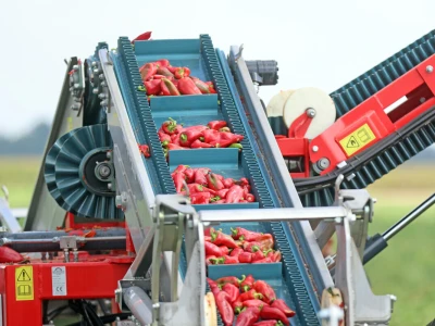 Podravka proizvela više od 550 tona graška, paprika ulazi na listu kultura koje se uzgajaju samo na domaćim poljima