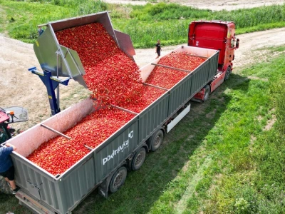 Podravka proizvela više od 550 tona graška, paprika ulazi na listu kultura koje se uzgajaju samo na domaćim poljima